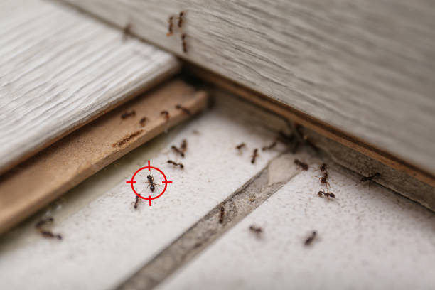 Best Exterminator Services  in Freedom, PA